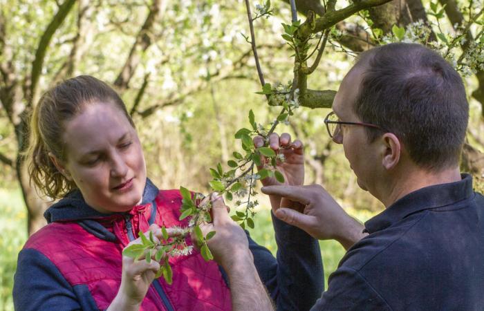 La ferme des Prun’elles, le quitte ou double d’une productrice de mirabelles