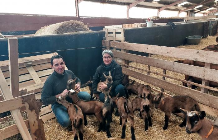 Le transfert facilité d'un élevage de chèvres d'Alsace en Lorraine !